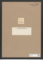Navicula minutissima Grun. (de-Toni-Nr.: Genus 1, Species 621) Zeichnungen Sammlung Grunow Nr. 1210 (NHMW-BOT-W0367825)